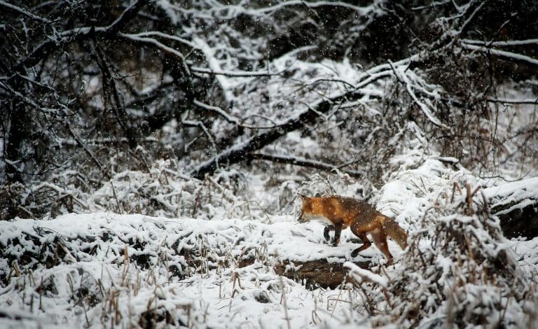 chasse renard